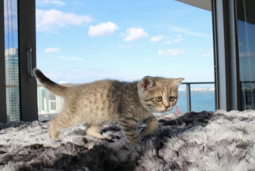 Anna - Female British Shorthair