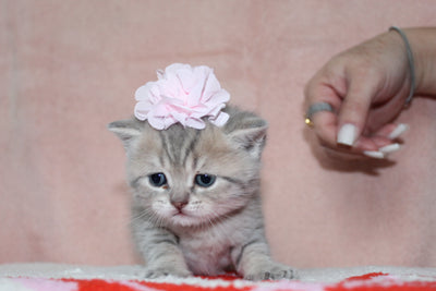 Anna - Female British Shorthair