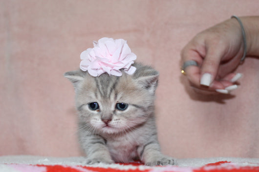 Anna - Female British Shorthair