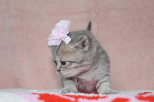 Anna - Female British Shorthair