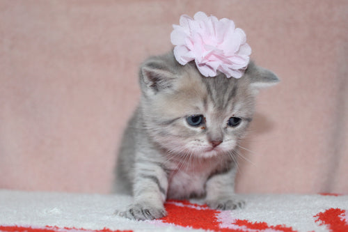 Anna - Female British Shorthair