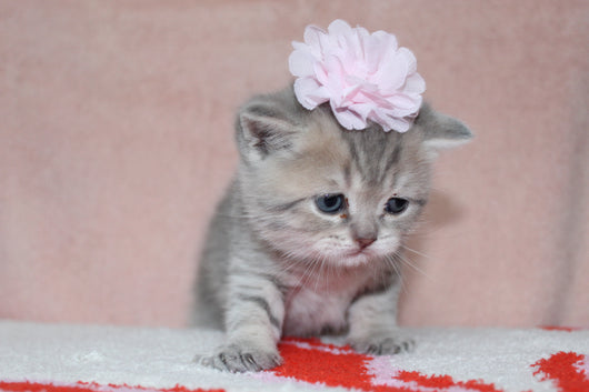 Anna - Female British Shorthair