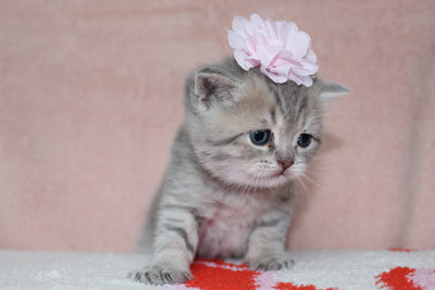 Anna - Female British Shorthair