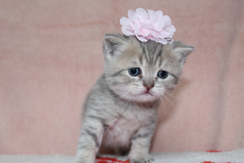 Anna - Female British Shorthair