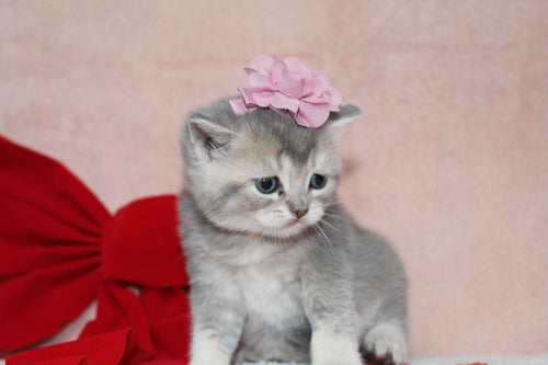 Elsa - Female British Shorthair