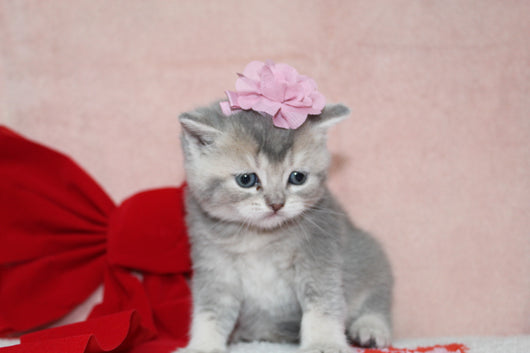 Elsa - Female British Shorthair