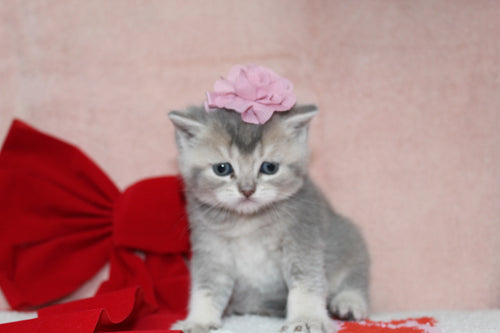 Elsa - Female British Shorthair