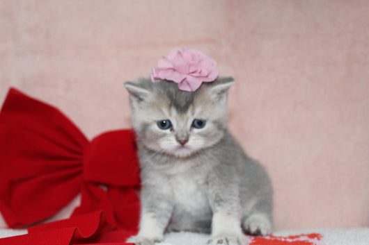 Elsa - Female British Shorthair