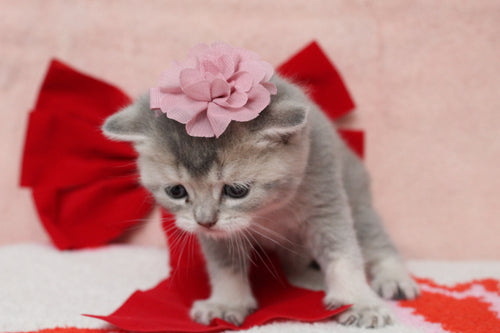 Elsa - Female British Shorthair