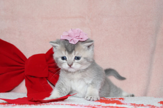 Elsa - Female British Shorthair