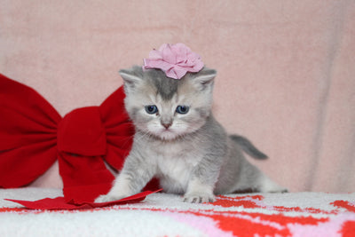 Elsa - Female British Shorthair