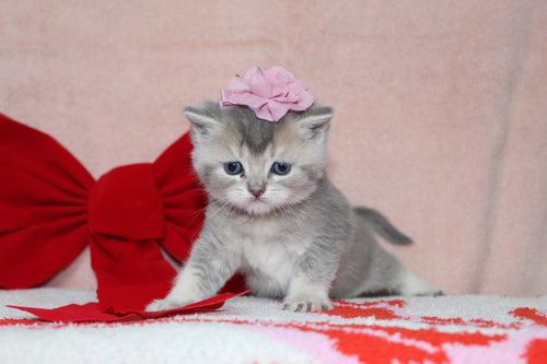 Elsa - Female British Shorthair