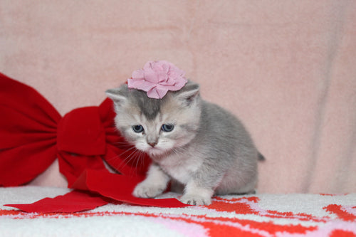 Elsa - Female British Shorthair