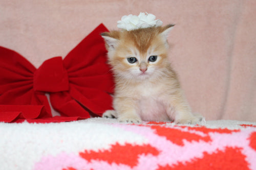 Sarafina - Female British Shorthair