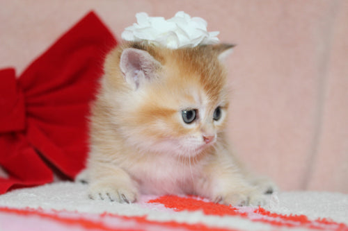 Sarafina - Female British Shorthair