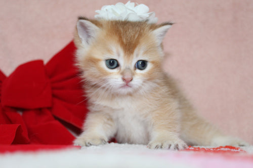 Sarafina - Female British Shorthair