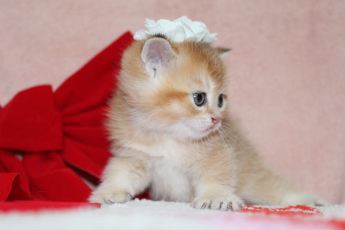 Sarafina - Female British Shorthair