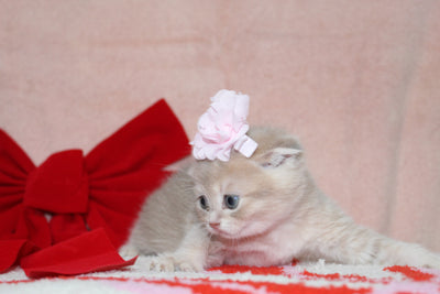 Sarabi - Female Scottish Fold