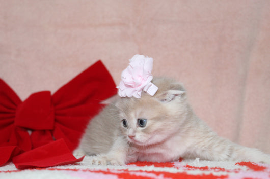 Sarabi - Female Scottish Fold