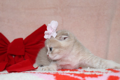 Sarabi - Female Scottish Fold