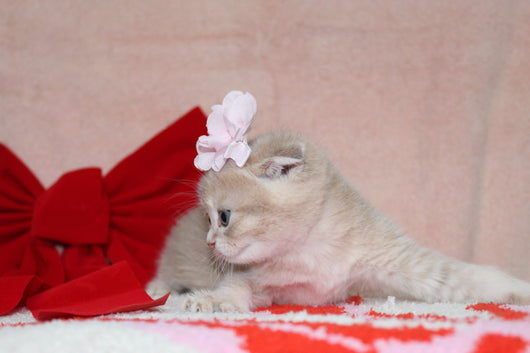 Sarabi - Female Scottish Fold