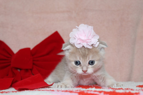 Sarabi - Female Scottish Fold