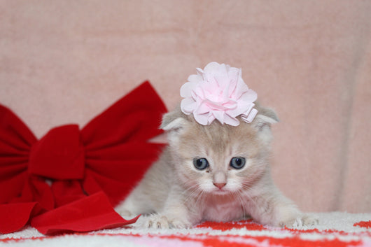 Sarabi - Female Scottish Fold