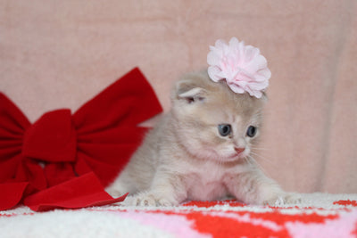 Sarabi - Female Scottish Fold