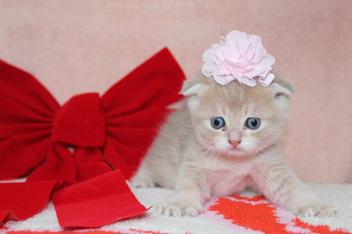 Sarabi - Female Scottish Fold