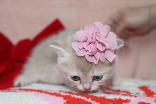 Kiara - Female Scottish Straight