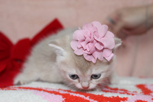 Kiara - Female Scottish Straight