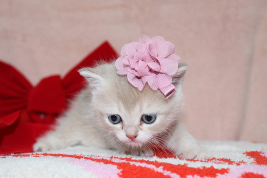 Kiara - Female Scottish Straight