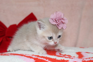 Kiara - Female Scottish Straight