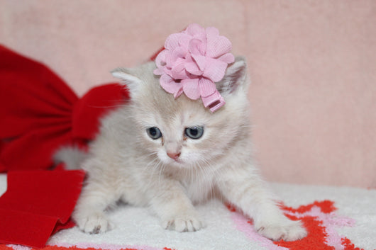 Kiara - Female Scottish Straight