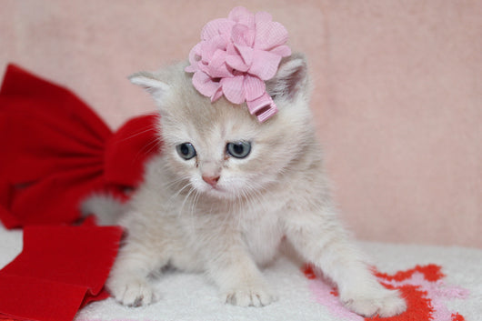 Kiara - Female Scottish Straight