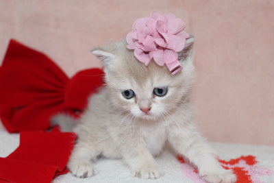 Kiara - Female Scottish Straight