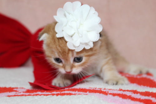 Mufasa - Male Scottish Fold