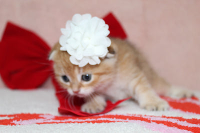 Mufasa - Male Scottish Fold