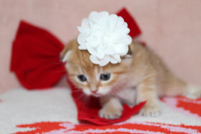 Mufasa - Male Scottish Fold