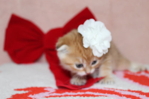 Mufasa - Male Scottish Fold