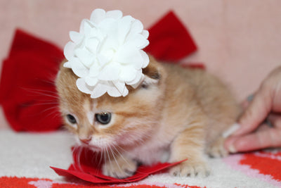 Mufasa - Male Scottish Fold