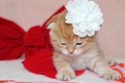 Mufasa - Male Scottish Fold