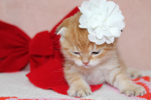 Mufasa - Male Scottish Fold