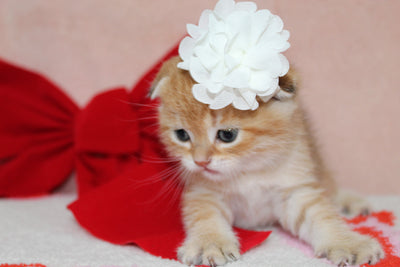 Mufasa - Male Scottish Fold