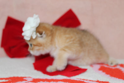 Mufasa - Male Scottish Fold