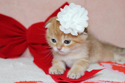 Mufasa - Male Scottish Fold