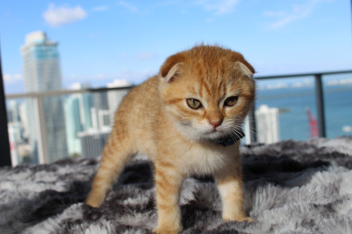 Mufasa - Male Scottish Fold