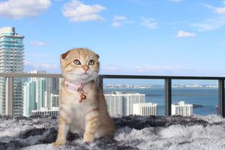 Nala - Female Scottish Fold