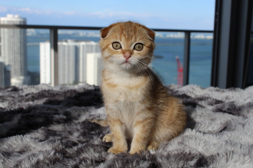 Nala - Female Scottish Fold