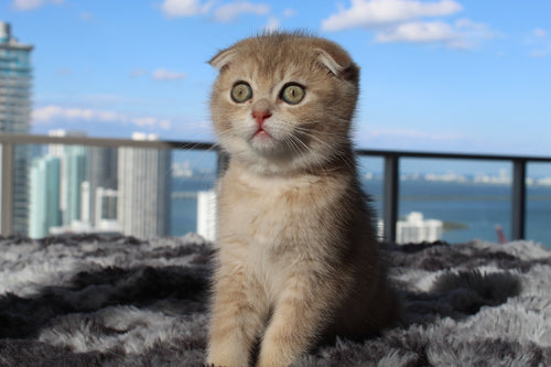 Sarabi - Female Scottish Fold